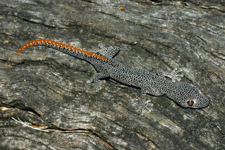 Golden-tailed Gecko Strophurus taenicauda NC Act: Near Threatened